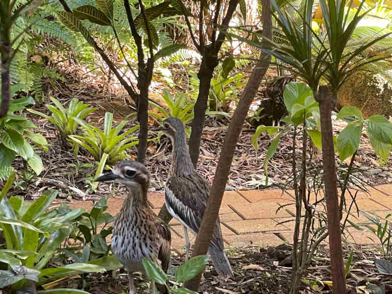 Curlews in the bushes at The York Beachfront Holiday Apartments