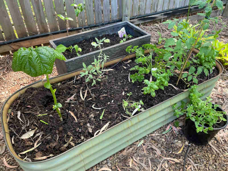 Herb garden at Cairns beaches accommodation