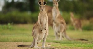 kangaroos at Yorkeys Knob Accommodation
